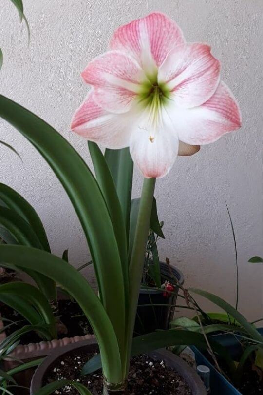 Amaryllis Amaryllis
