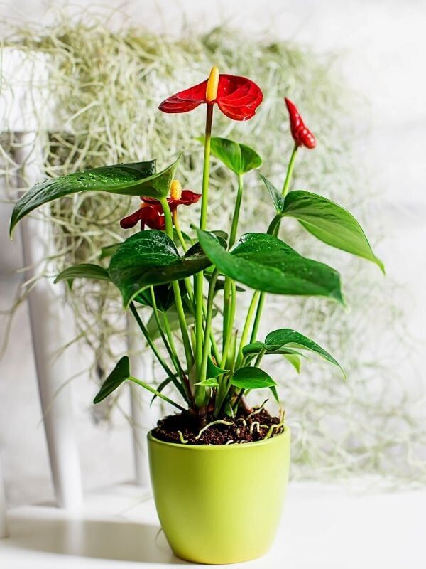 Anthurium andreanum