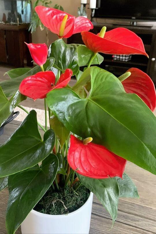 Anthurium Anthurium
