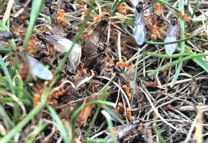 Ants outdoors and ants indoors Ants outdoors and ants indoors