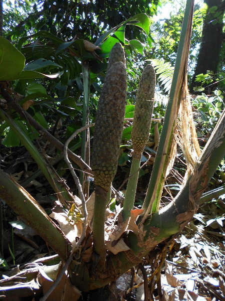 Base of monstera plant