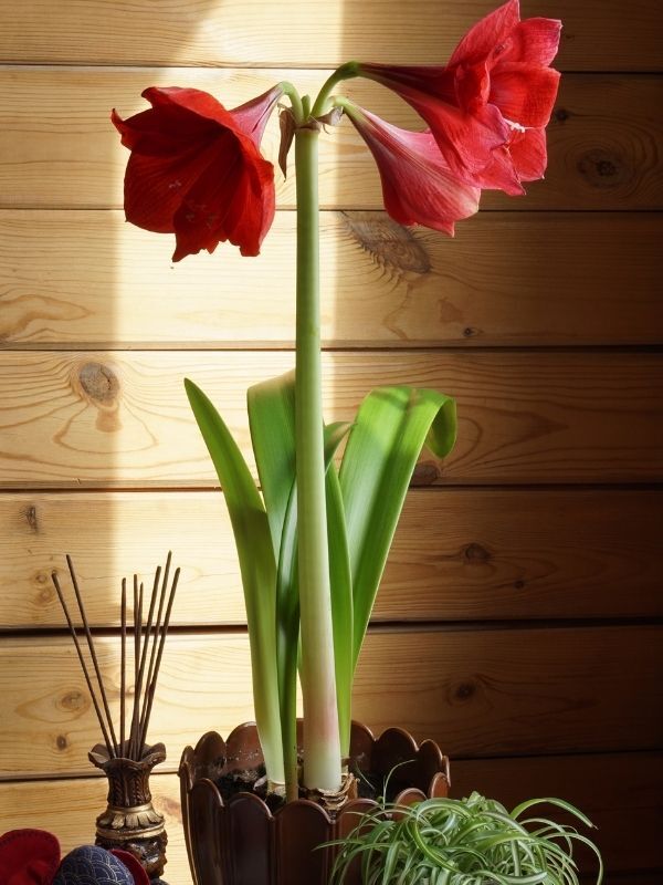 Beautiful red amaryllis flowers on table in room