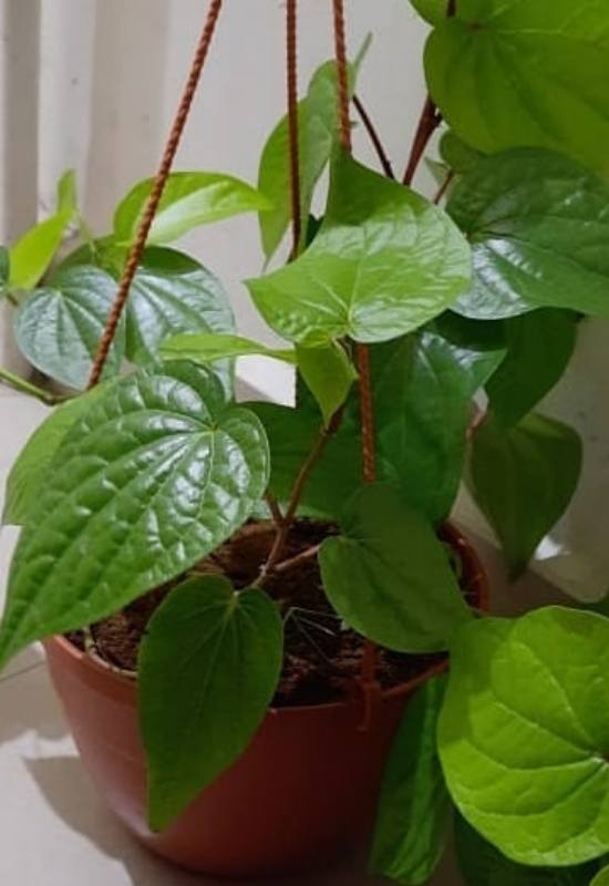 Betel Leaf Plant (Piper betle)