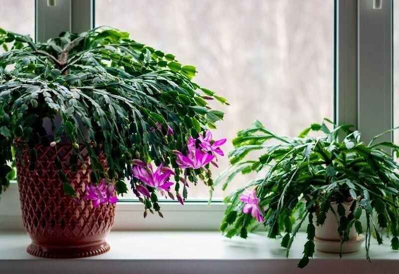 Blooming Cactus Schlumbergera truncata