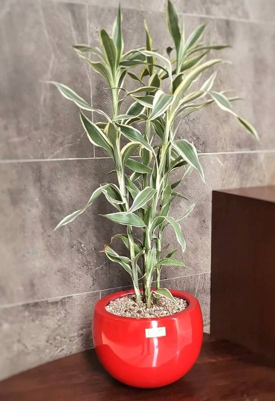 Braun’s Dracaena (Dracaena braunii)