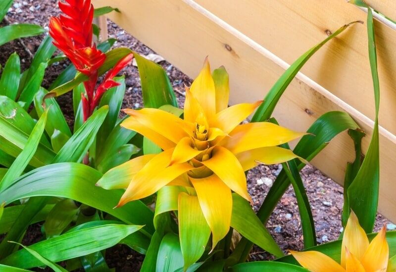 Bromeliads (Bromeliacea) (1) Bromeliads (Bromeliacea)