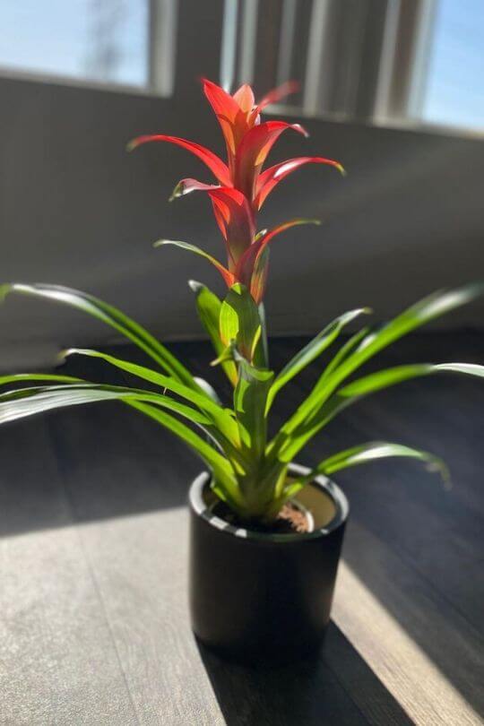 Bromeliads Bromeliads