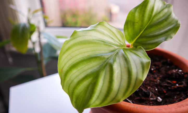 Calathea orbifolia as a houseplant