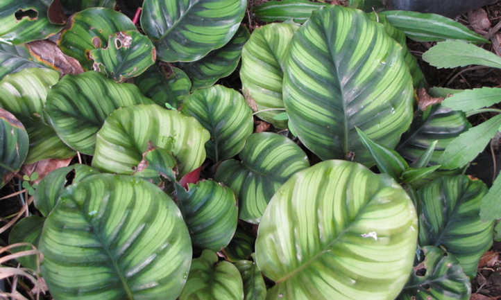 Calathea orbifolia in an outdoor tropical garden