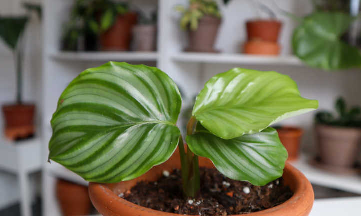 Calathea orbifolia