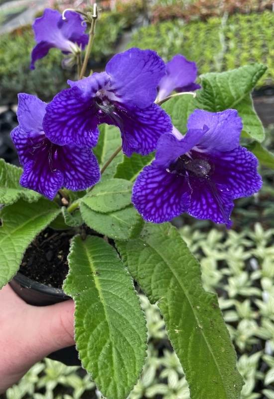 Cape Primrose (Streptocarpus spp.)