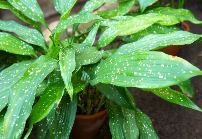 Cast Iron Plant (Aspidistra Elatior) (1) Cast Iron Plant (Aspidistra Elatior)