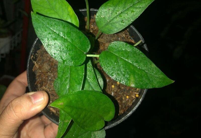 Cebu blue pothos Cebu blue pothos