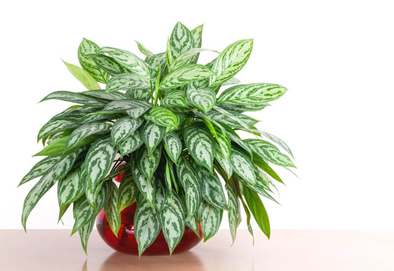 Chinese Evergreen (Aglaonema Modestum) Chinese Evergreen (Aglaonema Modestum)