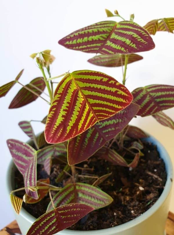 Christia Obcordata
