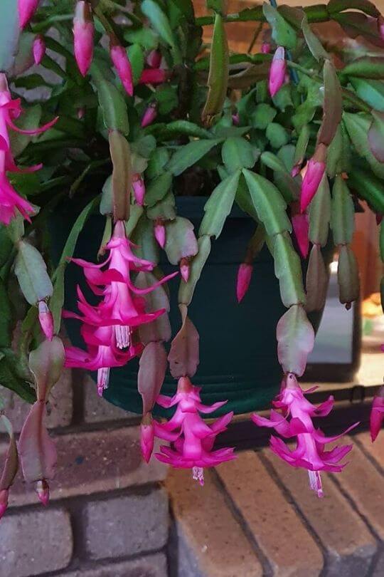 Christmas cactus Christmas cactus