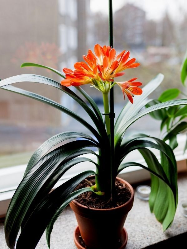 Clivia miniata flower blooming