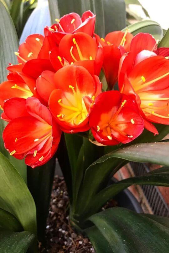Clivia Clivia