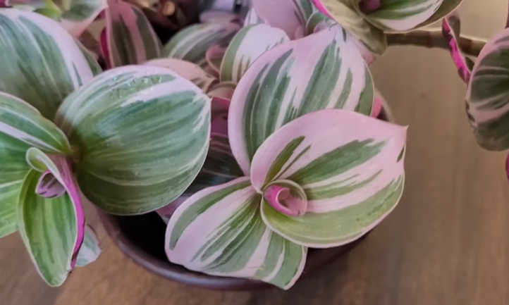 Closeup of T nanouk leaf shape