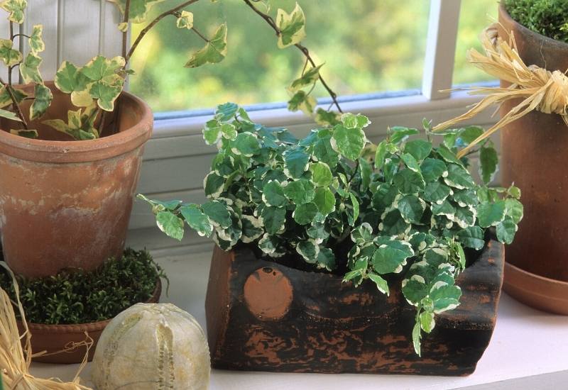Creeping Fig (Ficus pumila)