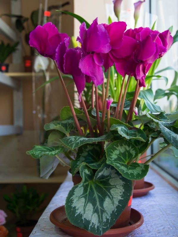 Cyclamen persicum