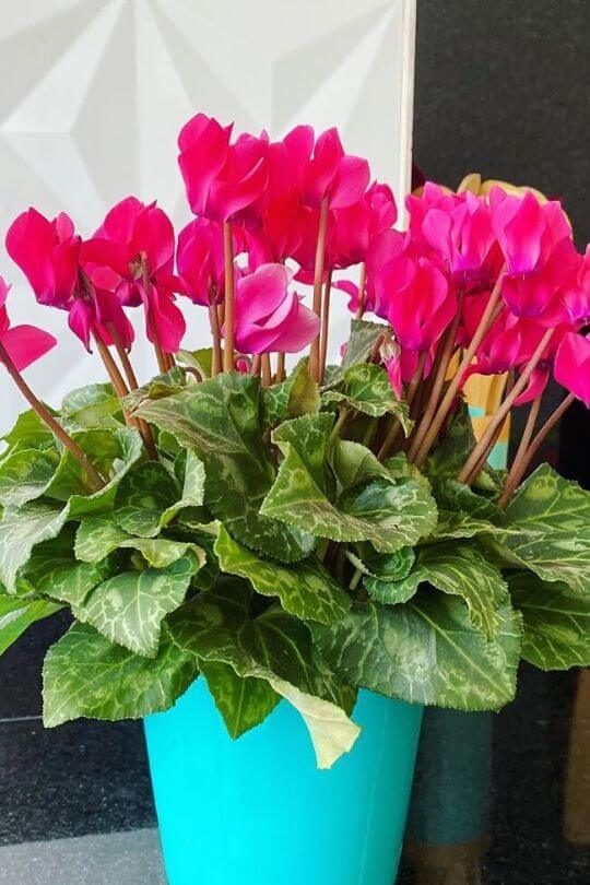 Cyclamen Cyclamen