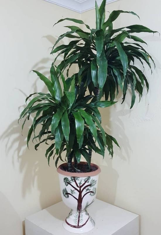 Dracaena Lisa (Dracaena fragrans ‘Lisa’)