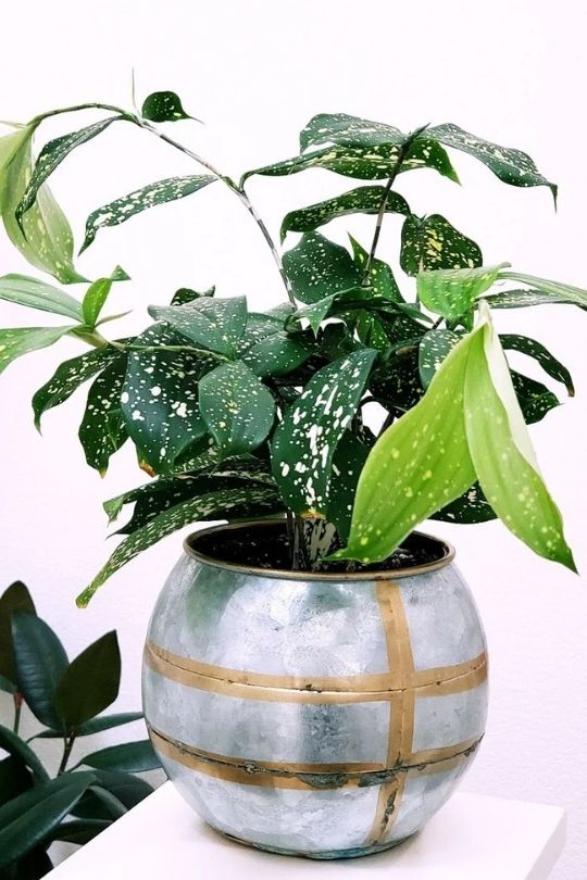 Dracaena surculosa