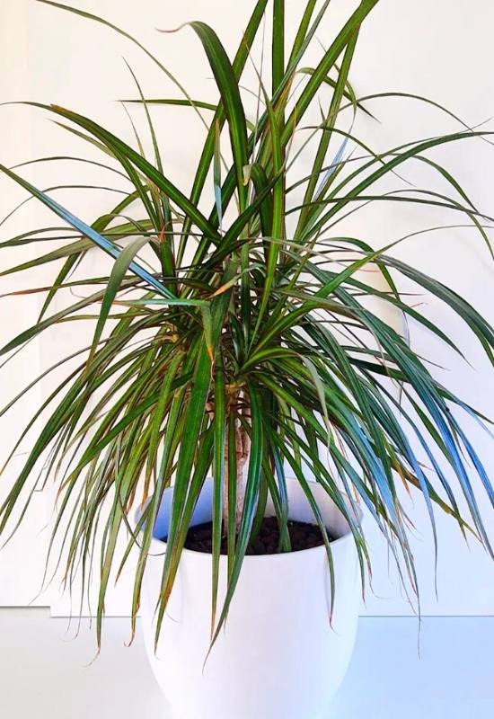 Dragon Tree (Dracaena marginata)