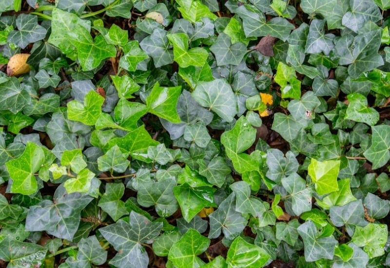 English Ivy (Hedra Helix) English Ivy (Hedra Helix)