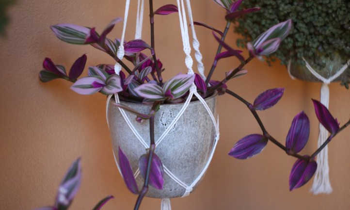 Fantasy Venice in hanging pot