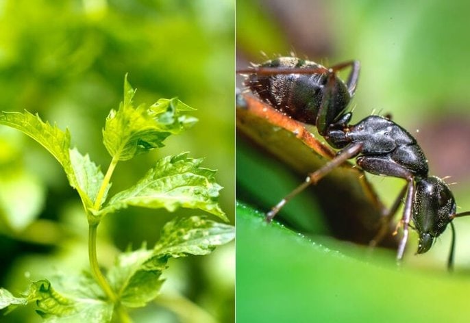 Getting rid of ants naturally_ mint Getting rid of ants naturally: mint