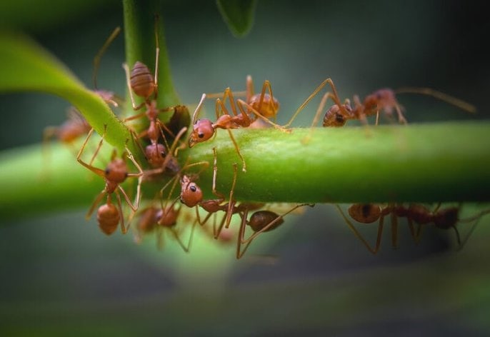 Getting rid of ants naturally_ prevention (1) The link between ants, pests and disease