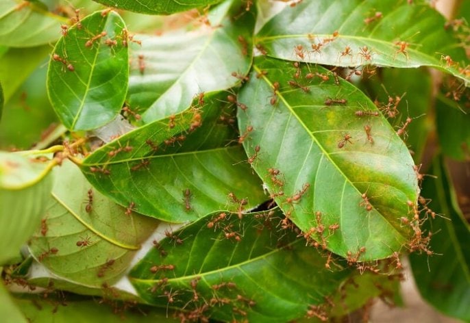 Getting rid of ants naturally_ prevention Getting rid of ants naturally: prevention