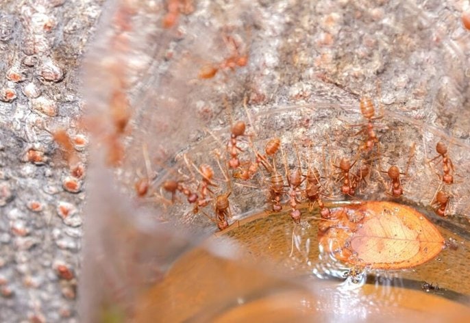 Getting rid of ants naturally_ water in the saucer Getting rid of ants naturally: water in the saucer