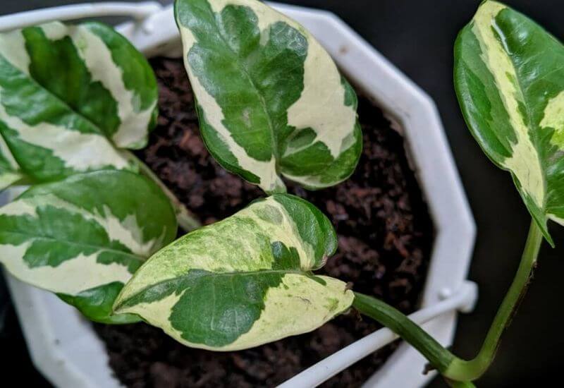 Glacier pothos Glacier pothos
