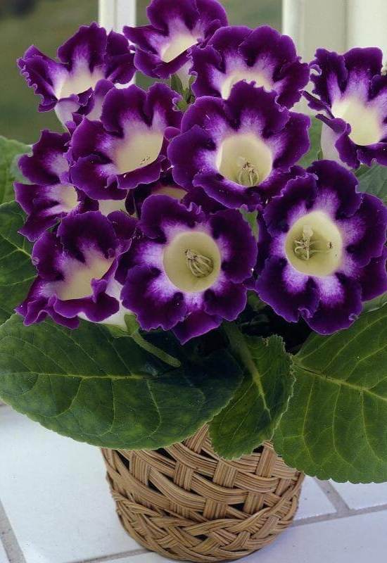 Gloxinia (Sinningia speciosa)