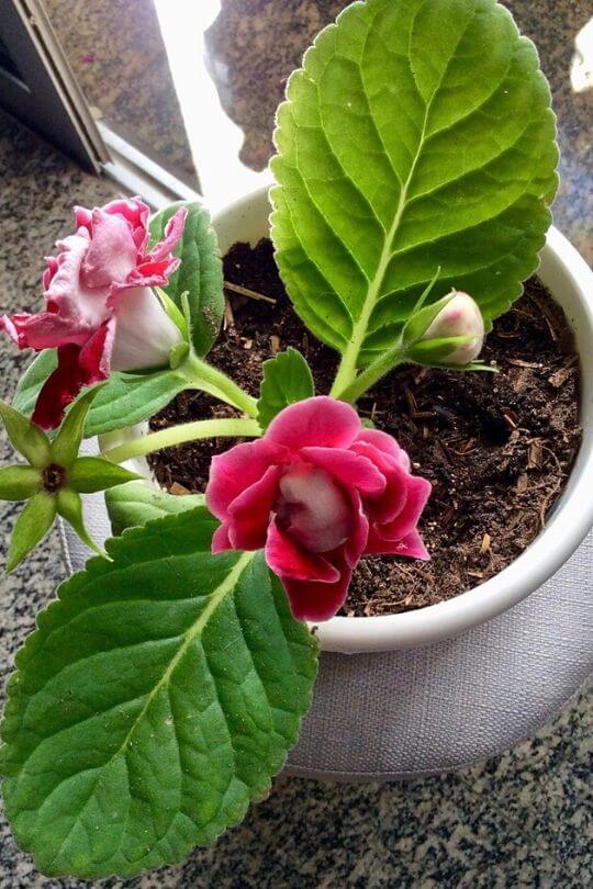 Gloxinia Gloxinia