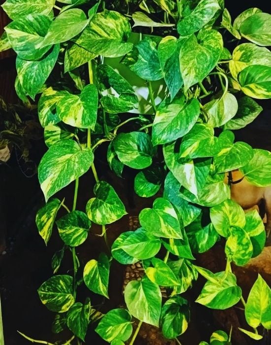 Golden Pothos