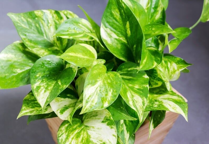 Golden Pothos (Epipremnum Aureum) 1. Golden Pothos (Epipremnum Aureum)