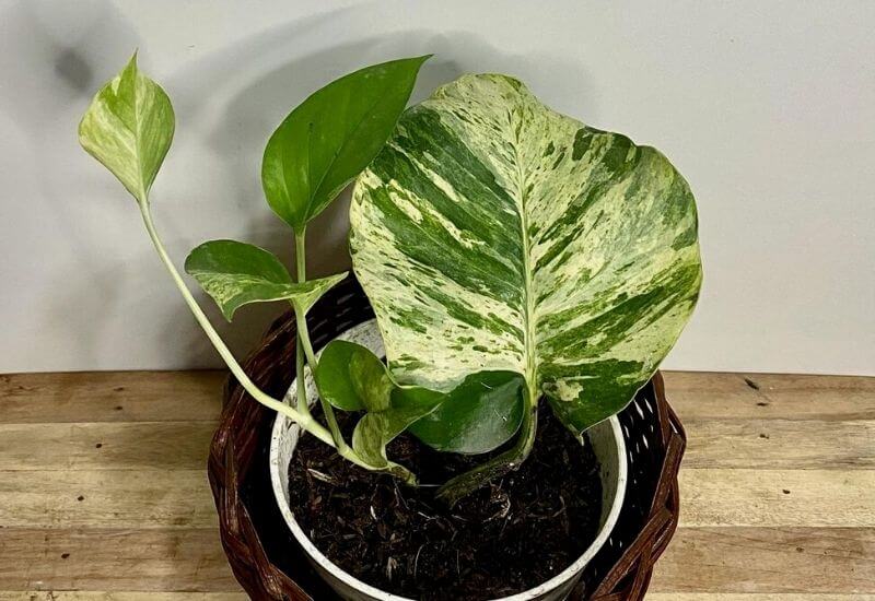 Golden pothos Golden pothos