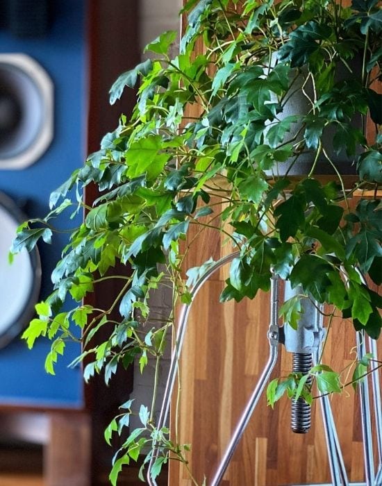 Grape Ivy