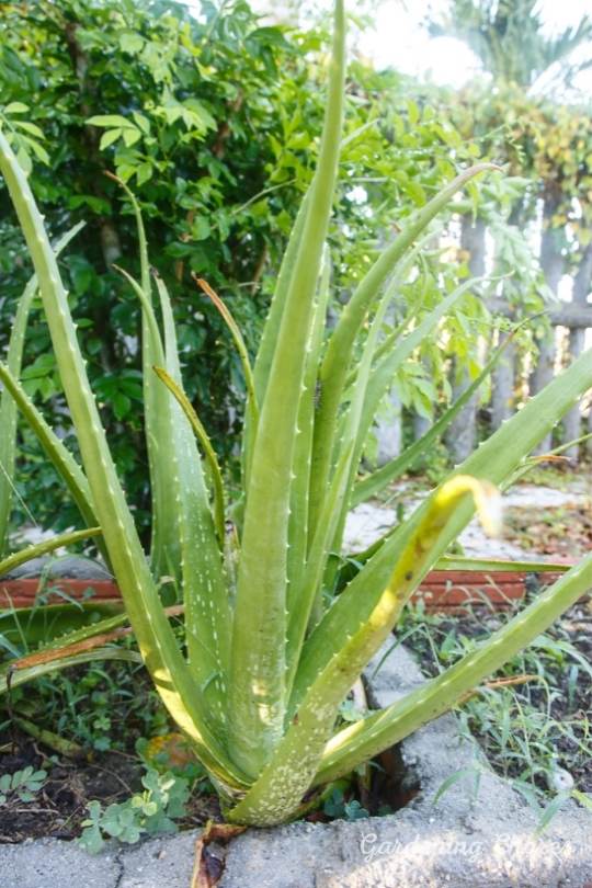 Growing Indoors vs. Outdoors: Which is Faster?