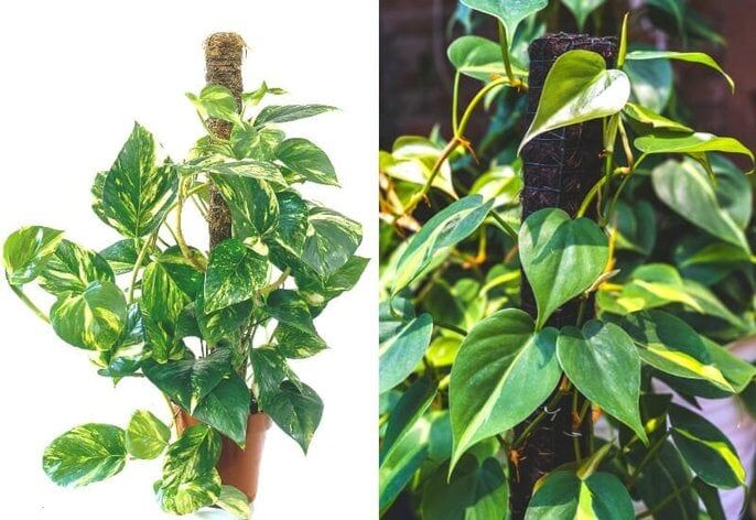 Growth habits and new foliage Growth habits and new foliage