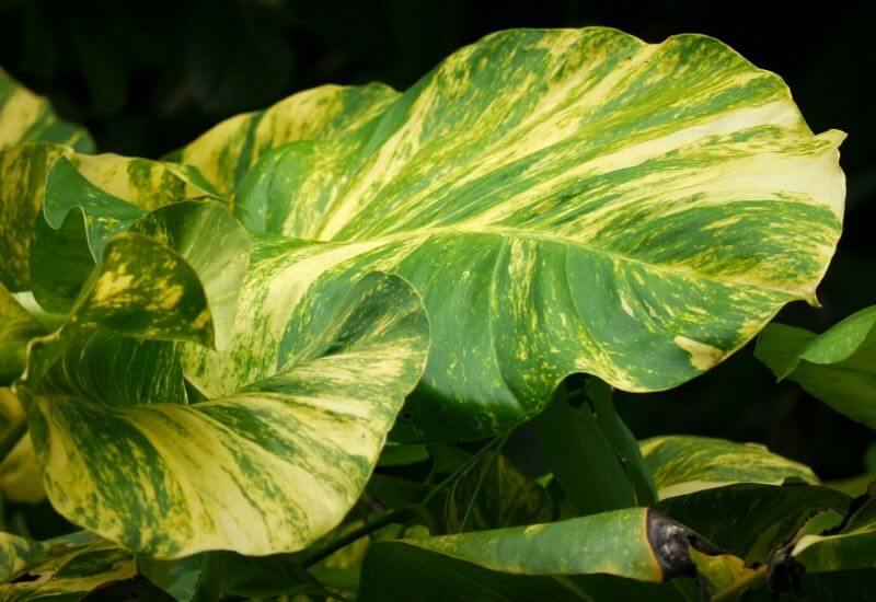 Hawaiian pothos Hawaiian pothos