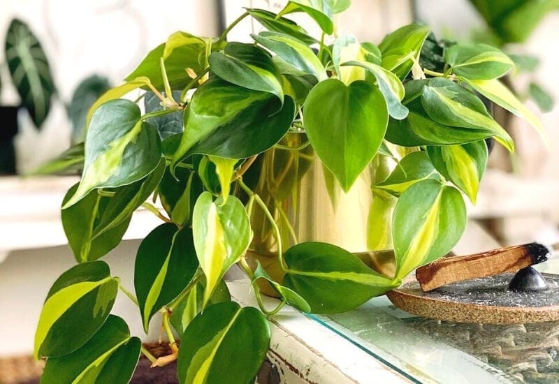 Heart-Leaf Philodendron (Philodendron Scandens) (1) Heart-Leaf Philodendron (Philodendron Scandens)
