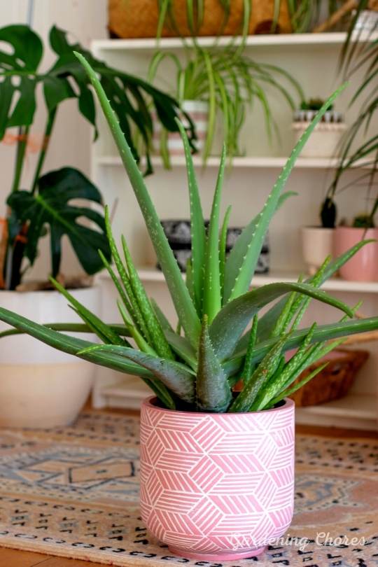 How can I make my aloe vera grow faster?
