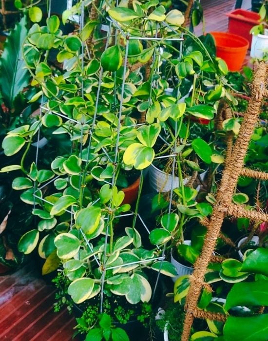 Hoya kerrii