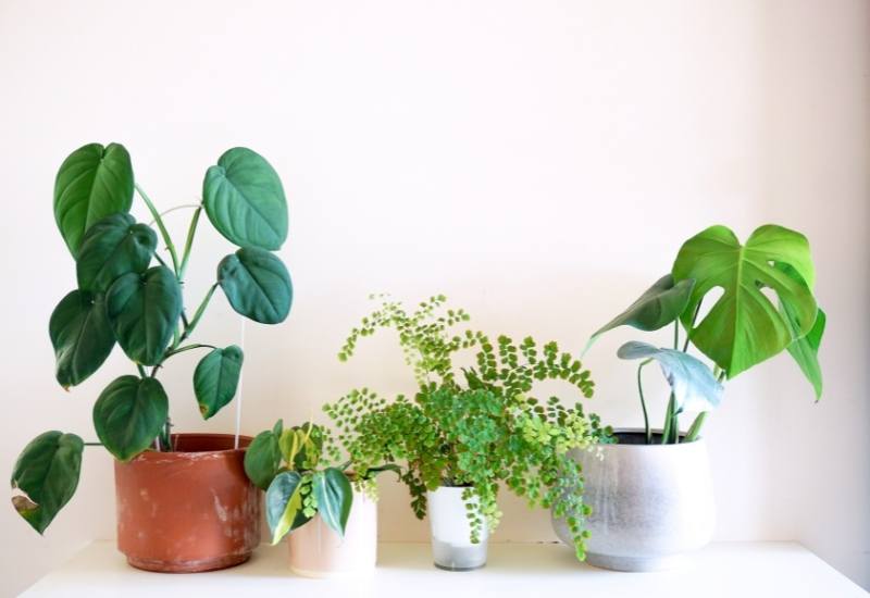 Vining Indoors How many beautiful vines can you grow indoors! Many are exotic, but not all. Some have spherical leaves, many have heart shaped leaves. Some are green, others purple or variegated. Some grow in bright light, others in medium and even in low light. So, for sure there is one that suits your needs. But all will add that very important extra touch to your room that only vines can offer!