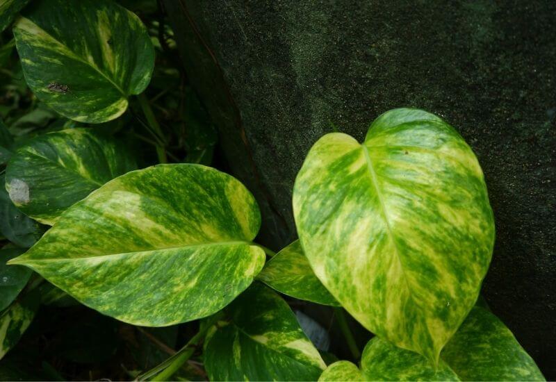 Jessenia pothos Jessenia Pothos